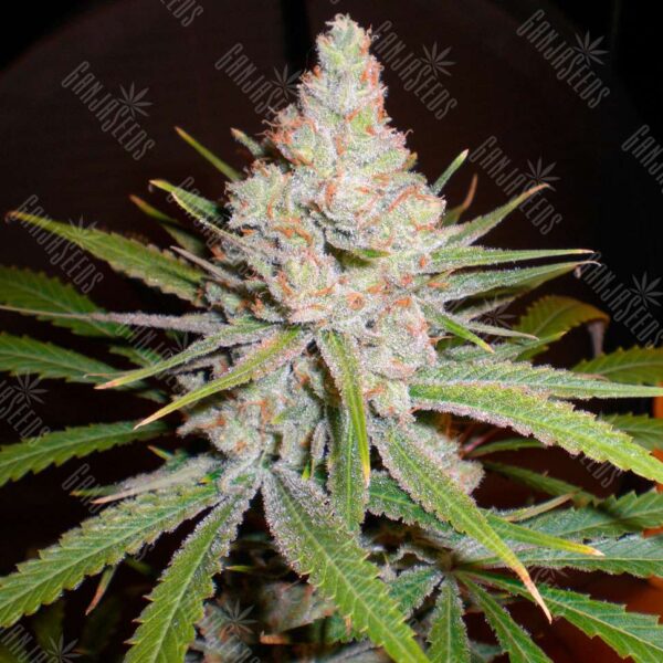 White Skunk