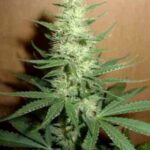 BIG BUD