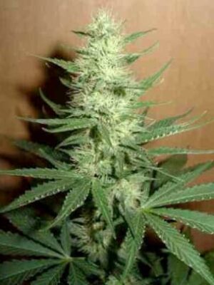 BIG BUD