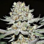 Hash Plant
