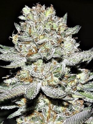 Hash Plant
