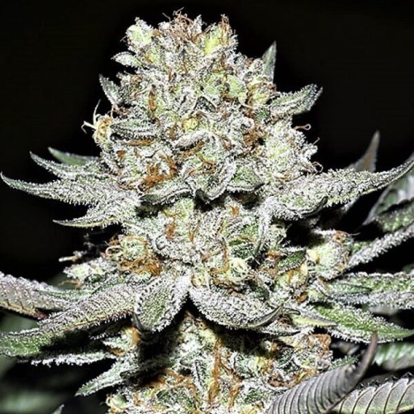 Hash Plant