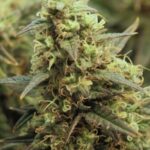 Ed Rosenthal Super Bud