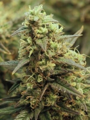 Ed Rosenthal Super Bud