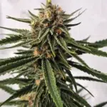 Super Skunk