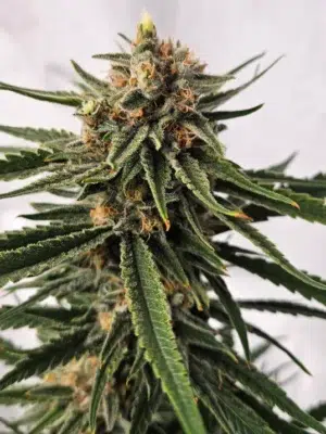 Super Skunk