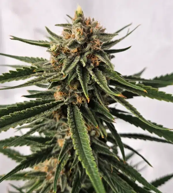 Super Skunk